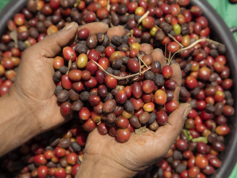 As principais tendências do mercado de café