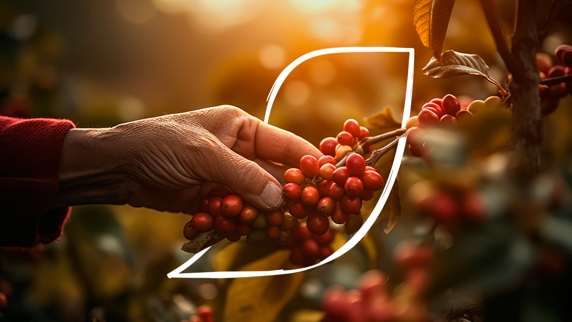 Mão colhendo cerejas de café maduras sob luz dourada; fundo desfocado e contorno branco de folha.