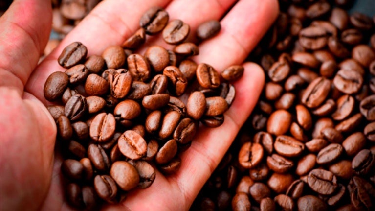 safra de café NESCAFÉ ®