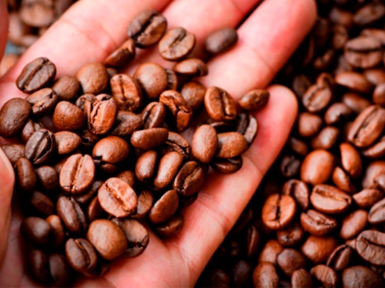 safra de café NESCAFÉ ®