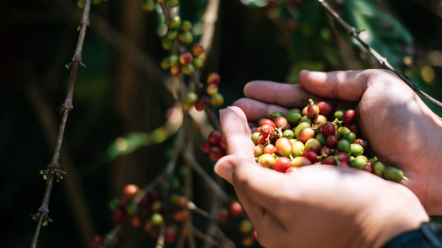 closeup de maos de agricultores segurando bagas frescas de cafe arabica em uma plantacao de cafe agricultor colhendo graos de