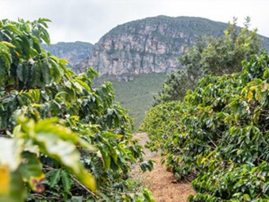 Foto de uma plantação de café