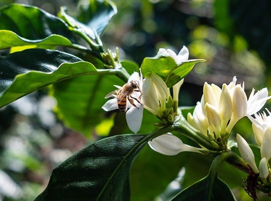 Uma foto mostrando o plantio consciente de grandes plantações